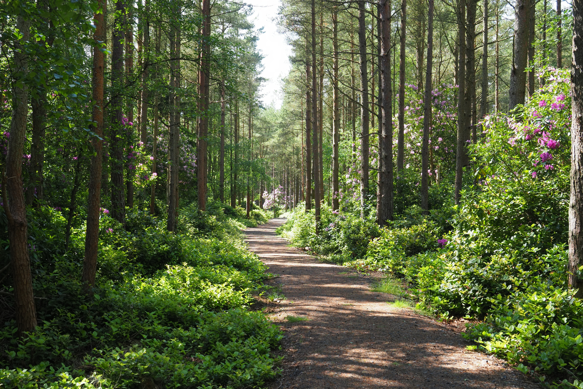 野生動物との共生、ジビエの有効活用、持続可能な食文化。これらは今、日本の食産業が直面する重要な課題です。RHグループは、料理人としての実践を通じて、この課題に真摯に向き合っています。